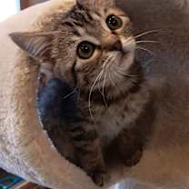 Thumbnail photo of Zoey #1