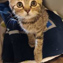 Thumbnail photo of Zoey #2