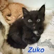 Thumbnail photo of Zuko #4