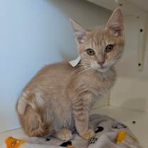 Thumbnail photo of Rudolph (C000-736)-City of Industry #1