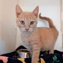 Thumbnail photo of Jager (C000-726)-City of Industry #1