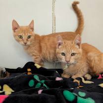 Thumbnail photo of Jager (C000-726)-City of Industry #2