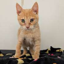 Thumbnail photo of Jager (C000-726)-City of Industry #3