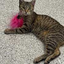 Thumbnail photo of Wilbur #1