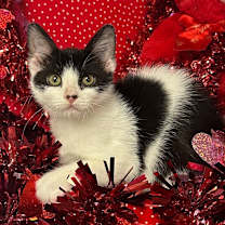 Thumbnail photo of 10/26/24 - Atlas #2