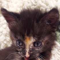 Thumbnail photo of (ds) Lady (FKA Spooky) (Pending) #3