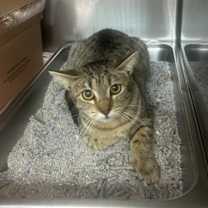 Thumbnail photo of Christmas #3