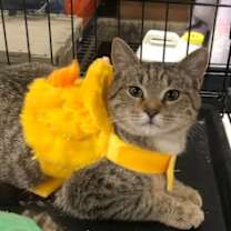 Thumbnail photo of Chili #1