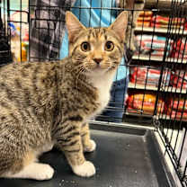 Thumbnail photo of Ginger #2