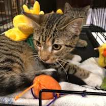 Thumbnail photo of Ginger #4