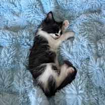 Thumbnail photo of Bandit #1