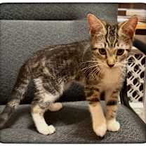 Thumbnail photo of Peonies #2