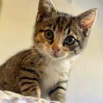 Thumbnail photo of Baby Whole Foods #1