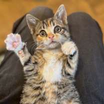 Thumbnail photo of Baby Whole Foods #2