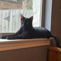 Thumbnail photo of Charlie #2