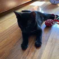 Thumbnail photo of Charlie #3