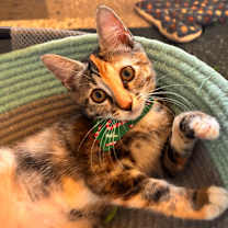 Thumbnail photo of Shiloh #2