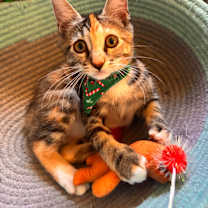 Thumbnail photo of Shiloh #3