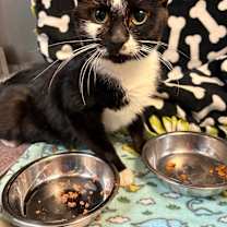 Thumbnail photo of Octavia #3