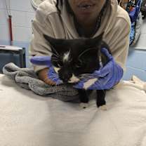 Thumbnail photo of Octavia #4