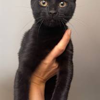 Thumbnail photo of Himeko25 #4