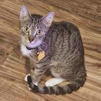 Thumbnail photo of Bitsy #2