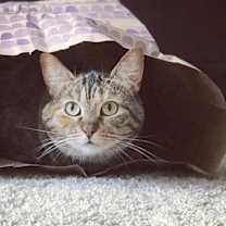 Thumbnail photo of Luna #3