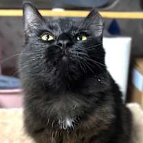 Thumbnail photo of Ralphie #2