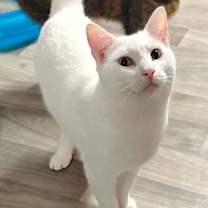 Thumbnail photo of Sonic #1