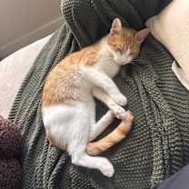 Thumbnail photo of Honey #1