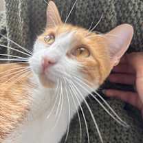 Thumbnail photo of Honey #4