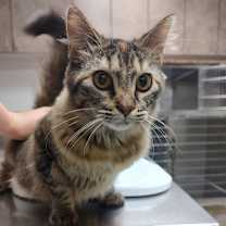 Thumbnail photo of Holly #1