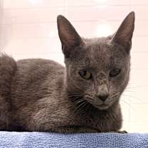 Thumbnail photo of Pigeon #4