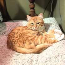 Thumbnail photo of Meliodas #4