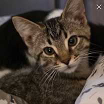 Thumbnail photo of Bob #4