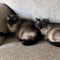 Thumbnail photo of Nefertiti #1