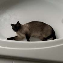 Thumbnail photo of Nefertiti #2