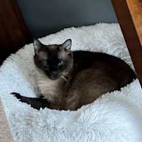 Thumbnail photo of Nefertiti #4