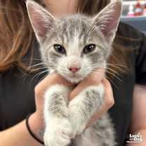 Thumbnail photo of Anchovy #1