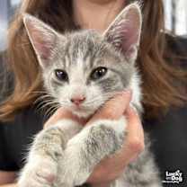 Thumbnail photo of Anchovy #2