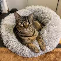 Thumbnail photo of MOLLY (& MANGO) #1