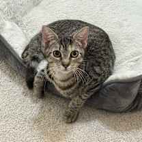 Thumbnail photo of Mae #3