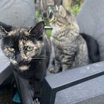 Thumbnail photo of Kitty #1