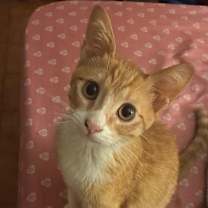 Thumbnail photo of Chispin #1