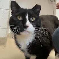 Thumbnail photo of Socks #1