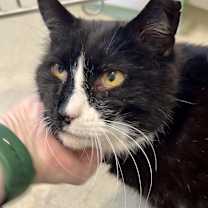 Thumbnail photo of Socks #3