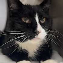 Thumbnail photo of Socks #4