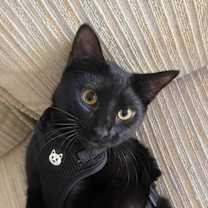 Thumbnail photo of Melody #1