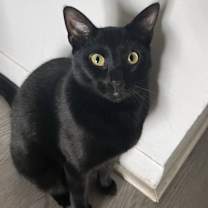 Thumbnail photo of Melody #2