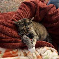 Thumbnail photo of Serabi #1